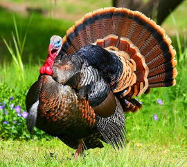 烤火鸡英文(烤火鸡英文单词),第1张 烤火鸡英文(烤火鸡英文单词),烤火鸡英文(烤火鸡英文单词),第1张