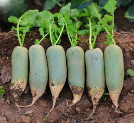 沙窝萝卜(沙窝萝卜是水果萝卜吗),第1张 沙窝萝卜(沙窝萝卜是水果萝卜吗),沙窝萝卜(沙窝萝卜是水果萝卜吗),第1张