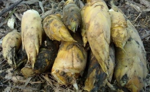 春笋和冬笋的区别(春笋和冬笋的区别在哪里中医),第2张 春笋和冬笋的区别(春笋和冬笋的区别在哪里中医),春笋和冬笋的区别(春笋和冬笋的区别在哪里中医),第2张