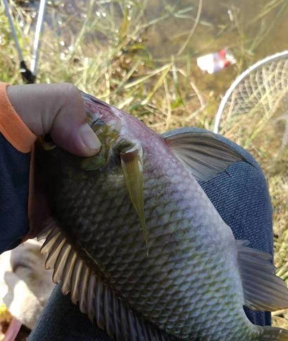 鱼类名称（100种常见鱼类名称）,鱼类名称（100种常见鱼类名称）,第1张