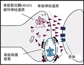 哪个好(哪个好蛋可以看到其他蛋白的位置),第1张 哪个好(哪个好蛋可以看到其他蛋白的位置),哪个好(哪个好蛋可以看到其他蛋白的位置),第1张