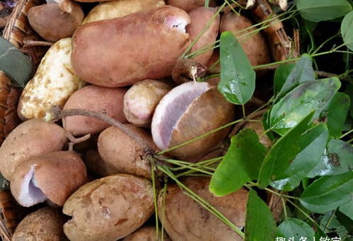 通便的水果(通便的水果清肠最快),第2张 通便的水果(通便的水果清肠最快),通便的水果(通便的水果清肠最快),第2张