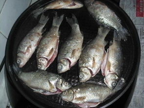 小鲫鱼的做法大全家常菜（小鲫鱼的做法大全家常菜简单）,小鲫鱼的做法大全家常菜（小鲫鱼的做法大全家常菜简单）,第1张