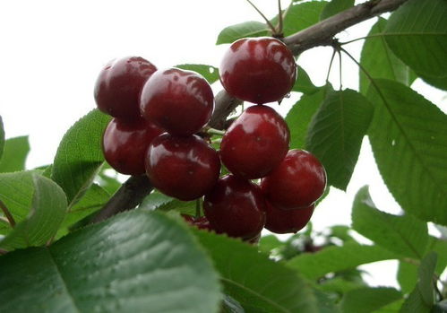 烟台樱桃(烟台樱桃品种),第1张 烟台樱桃(烟台樱桃品种),烟台樱桃(烟台樱桃品种),第1张