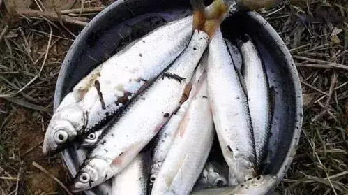 鱼类(鱼类都是哑巴他们都不会发出声音),第2张 鱼类(鱼类都是哑巴他们都不会发出声音),鱼类(鱼类都是哑巴他们都不会发出声音),第2张