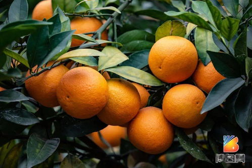 客厅装修隔断博古架的简单介绍,第3张 客厅装修隔断博古架的简单介绍,客厅装修隔断博古架的简单介绍,第3张