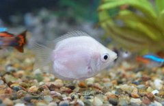 狼牙鰕虎鱼(狼牙鰕虎鱼能吃吗),第3张 狼牙鰕虎鱼(狼牙鰕虎鱼能吃吗),狼牙鰕虎鱼(狼牙鰕虎鱼能吃吗),第3张