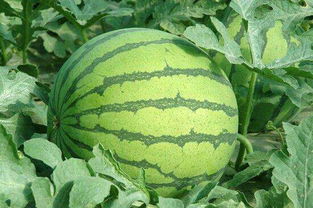 感冒不能吃什么(感冒不能吃什么水果),第2张 感冒不能吃什么(感冒不能吃什么水果),感冒不能吃什么(感冒不能吃什么水果),第2张