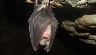 劳斯莱斯幻影多少钱(劳斯莱斯幻影多少钱最新款2022价格),第2张 劳斯莱斯幻影多少钱(劳斯莱斯幻影多少钱最新款2022价格),劳斯莱斯幻影多少钱(劳斯莱斯幻影多少钱最新款2022价格),第2张