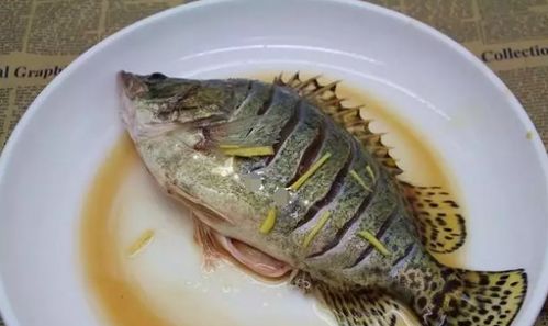 清蒸鳜鱼一般蒸多久(清蒸鳜鱼需要什么材料),第3张 清蒸鳜鱼一般蒸多久(清蒸鳜鱼需要什么材料),清蒸鳜鱼一般蒸多久(清蒸鳜鱼需要什么材料),第3张