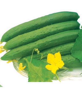 黄瓜的用处(黄瓜的用处是什么),第1张 黄瓜的用处(黄瓜的用处是什么),黄瓜的用处(黄瓜的用处是什么),第1张