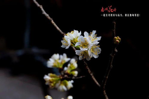 春暖花开色吧有你(春暖花有开是什么歌),第2张 春暖花开色吧有你(春暖花有开是什么歌),春暖花开色吧有你(春暖花有开是什么歌),第2张