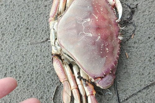 螃蟹怎么做好吃又简单方便（梭子蟹怎么做好吃又简单方便）,螃蟹怎么做好吃又简单方便（梭子蟹怎么做好吃又简单方便）,第1张