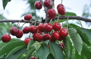 烟台樱桃(烟台樱桃品种),第3张 烟台樱桃(烟台樱桃品种),烟台樱桃(烟台樱桃品种),第3张