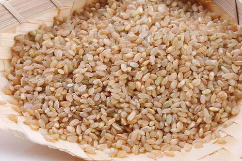 糙米(糙米和大米的区别),第3张 糙米(糙米和大米的区别),糙米(糙米和大米的区别),第3张