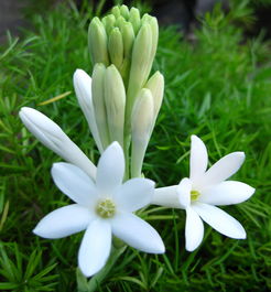 夜来香花图片(可食用的夜来香花图片),第1张 夜来香花图片(可食用的夜来香花图片),夜来香花图片(可食用的夜来香花图片),第1张