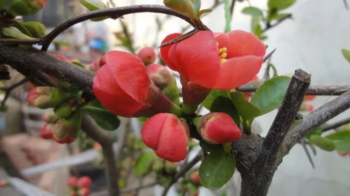 kuga（枯干的意思）,kuga（枯干的意思）,第2张