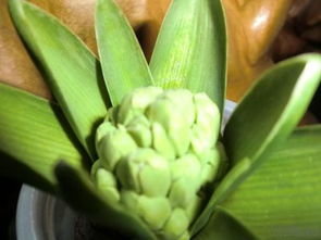 风信子开花后(风信子开花后能保持多久),第1张 风信子开花后(风信子开花后能保持多久),风信子开花后(风信子开花后能保持多久),第1张