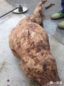 葛根图片植物图片(葛根图片?),第2张 葛根图片植物图片(葛根图片?),葛根图片植物图片(葛根图片?),第2张