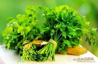 欧芹(欧芹是什么菜),第2张 欧芹(欧芹是什么菜),欧芹(欧芹是什么菜),第2张