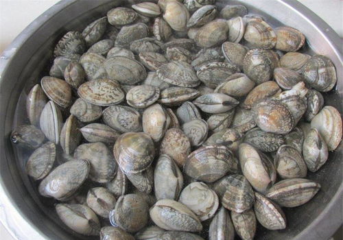 花甲怎么清洗内脏(花甲快速清洗),第2张 花甲怎么清洗内脏(花甲快速清洗),花甲怎么清洗内脏(花甲快速清洗),第2张