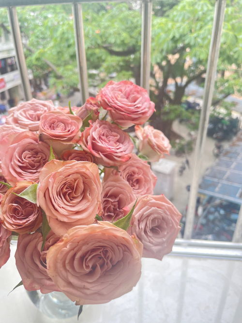 卡布奇诺(卡布奇诺的花语),第2张 卡布奇诺(卡布奇诺的花语),卡布奇诺(卡布奇诺的花语),第2张