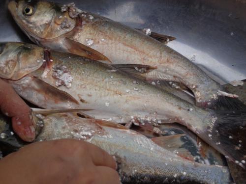 白鲢鱼怎么做好吃又简单家常的（白鲢鱼的做法大全视频教程）,白鲢鱼怎么做好吃又简单家常的（白鲢鱼的做法大全视频教程）,第2张