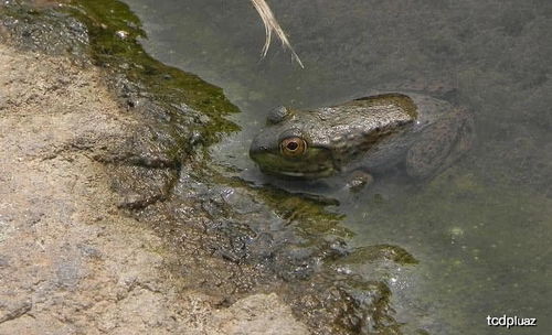 田鸡寄生虫（田鸡寄生虫多吗）,田鸡寄生虫（田鸡寄生虫多吗）,第1张