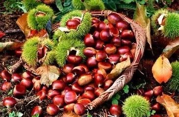 话梅吃多了(话梅吃多了会口腔溃疡吗),第2张 话梅吃多了(话梅吃多了会口腔溃疡吗),话梅吃多了(话梅吃多了会口腔溃疡吗),第2张