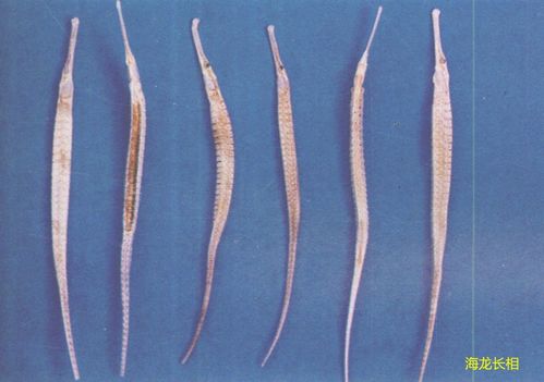 阴虱长什么样子(阴虱长什么样子 图片库),第3张 阴虱长什么样子(阴虱长什么样子 图片库),阴虱长什么样子(阴虱长什么样子 图片库),第3张