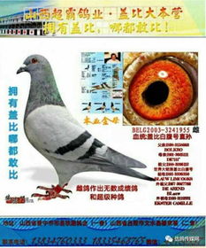 顺达(顺达赛鸽公棚秋棚),第2张 顺达(顺达赛鸽公棚秋棚),顺达(顺达赛鸽公棚秋棚),第2张