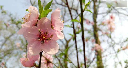 春暖花开色吧有你(春暖花有开是什么歌),第3张 春暖花开色吧有你(春暖花有开是什么歌),春暖花开色吧有你(春暖花有开是什么歌),第3张