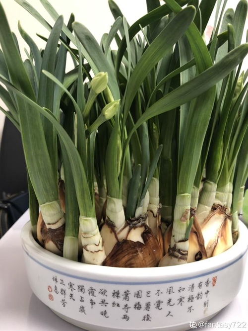 家里千万不能养的6种花(家里千万不能养的6种花有哪些),第1张 家里千万不能养的6种花(家里千万不能养的6种花有哪些),家里千万不能养的6种花(家里千万不能养的6种花有哪些),第1张