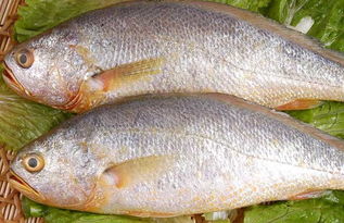 大黄鱼做法（大黄鱼做法大全）,大黄鱼做法（大黄鱼做法大全）,第2张