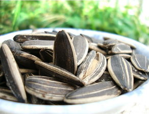 大板瓜子(大板瓜子的制作方法),第3张 大板瓜子(大板瓜子的制作方法),大板瓜子(大板瓜子的制作方法),第3张