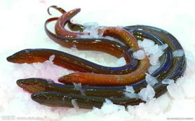 山黄鳝(山黄鳝图片大全),第1张 山黄鳝(山黄鳝图片大全),山黄鳝(山黄鳝图片大全),第1张