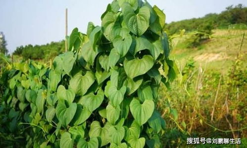 山药图片(山药图片 植物图片),第1张 山药图片(山药图片 植物图片),山药图片(山药图片 植物图片),第1张