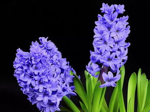 风信子开花后(风信子开花后能保持多久),第3张 风信子开花后(风信子开花后能保持多久),风信子开花后(风信子开花后能保持多久),第3张