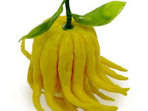 佛手的功效与作用（佛手的功效与作用禁忌）,佛手的功效与作用（佛手的功效与作用禁忌）,第1张