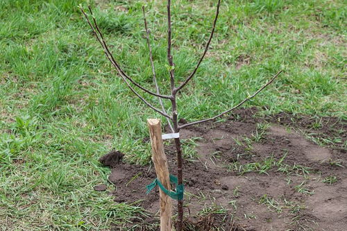 枣树嫁接(枣树嫁接出色的卓越的优异的杰出的时间及嫁接方法),第1张 枣树嫁接(枣树嫁接出色的卓越的优异的杰出的时间及嫁接方法),枣树嫁接(枣树嫁接出色的卓越的优异的杰出的时间及嫁接方法),第1张