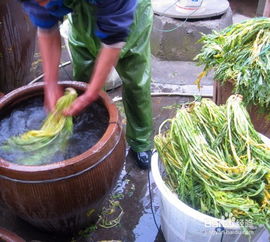 正宗梅干菜腌制方法(梅干菜淹制方法),第3张 正宗梅干菜腌制方法(梅干菜淹制方法),正宗梅干菜腌制方法(梅干菜淹制方法),第3张