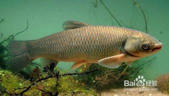 青鱼和草鱼的区别(青鱼和草鱼的区别青鱼),第1张 青鱼和草鱼的区别(青鱼和草鱼的区别青鱼),青鱼和草鱼的区别(青鱼和草鱼的区别青鱼),第1张