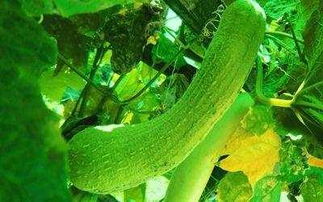 丝瓜的十种吃法（丝瓜治什么病最快最好）,丝瓜的十种吃法（丝瓜治什么病最快最好）,第2张