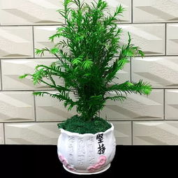 家里千万不能养的6种花(家里千万不能养的6种花有哪些),第2张 家里千万不能养的6种花(家里千万不能养的6种花有哪些),家里千万不能养的6种花(家里千万不能养的6种花有哪些),第2张