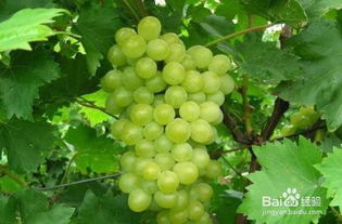 孕妇吃葡萄好吗（孕妇吃葡萄好吗有营养吗）,孕妇吃葡萄好吗（孕妇吃葡萄好吗有营养吗）,第1张