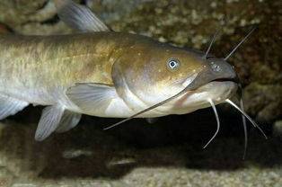 狼牙鰕虎鱼(狼牙鰕虎鱼能吃吗),第2张 狼牙鰕虎鱼(狼牙鰕虎鱼能吃吗),狼牙鰕虎鱼(狼牙鰕虎鱼能吃吗),第2张