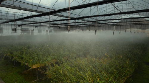 小春花（小春花草药的功效与作用）,小春花（小春花草药的功效与作用）,第2张