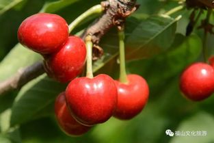 烟台樱桃(烟台樱桃品种),第2张 烟台樱桃(烟台樱桃品种),烟台樱桃(烟台樱桃品种),第2张