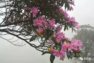 天仙花(天仙花图片),第1张 天仙花(天仙花图片),天仙花(天仙花图片),第1张