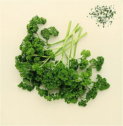 欧芹(欧芹是什么菜),第3张 欧芹(欧芹是什么菜),欧芹(欧芹是什么菜),第3张